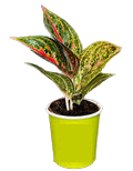 2" Aglaonema Gold Powder 